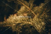 Read more about the article Stock Photography Evergreen Branch