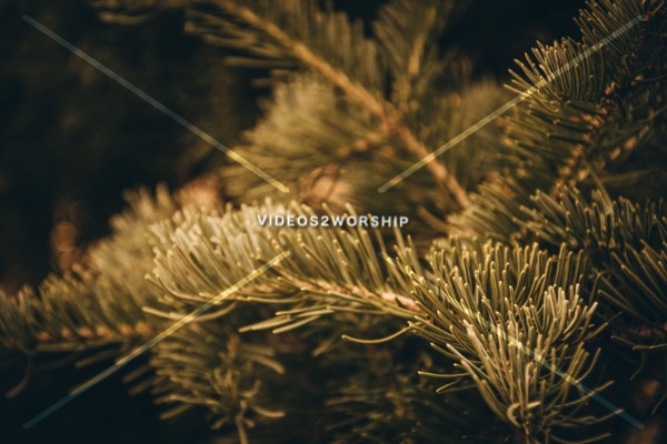 Read more about the article Stock Photography Evergreen Branch