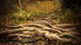 Big Tree Roots