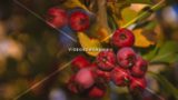 Autumn Red Fruit