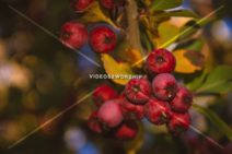 Read more about the article Stock Photography Autumn Red Fruit