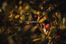 Read more about the article Stock Photography Fall Tree Fruit