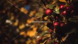 Thanksgiving Harvest