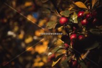 Read more about the article Stock Photography Thanksgiving Harvest