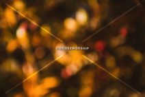 Read more about the article Stock Photography Blurred Autumn Colors