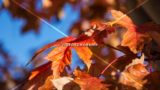 Red Autumn Leaves