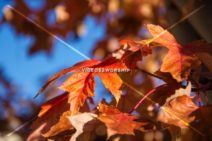 Read more about the article Stock Photography Red Autumn Leaves