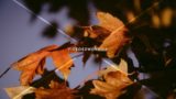 Grunge Fall Leaves