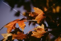 Read more about the article Stock Photography Grunge Fall Leaves