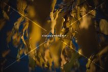 Read more about the article Stock Photography Autumn Golden Leaves