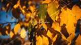 Grunge Golden Leaves