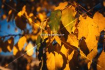 Read more about the article Stock Photography Grunge Golden Leaves