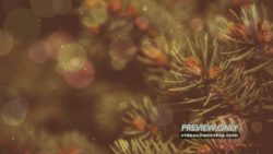 Read more about the article Holidays Evergreen Branch Background