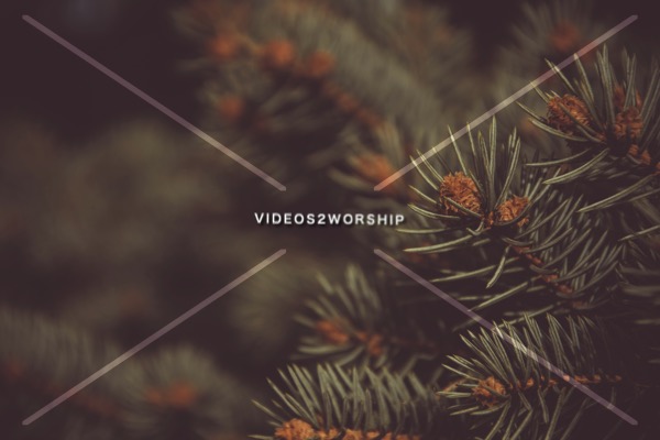 Read more about the article Stock Photography Pine Branch