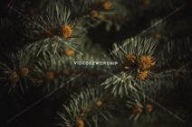 Read more about the article Stock Photography Holidays Pine Branch