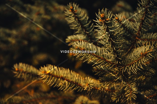 Read more about the article Stock Photography Evergreen Branch