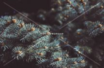 Read more about the article Stock Photography Evergreen Branches
