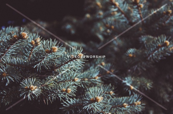 Read more about the article Stock Photography Evergreen Branches