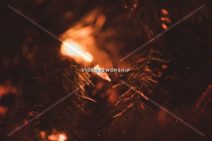 Read more about the article Stock Photography Christmas Tree Light