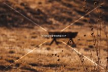 Read more about the article Stock Photography Blurred Manger