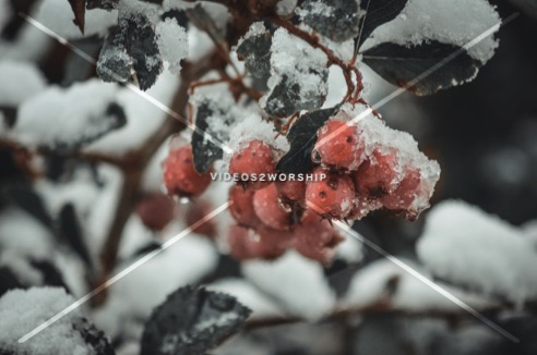 Read more about the article Stock Photography Early Snow Freeze