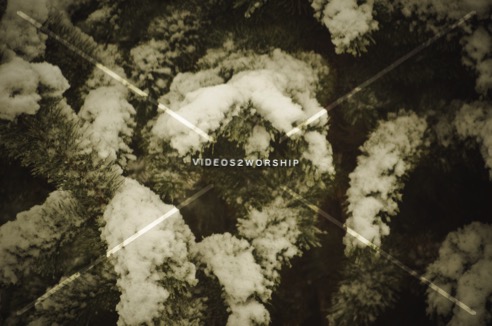 Read more about the article Stock Photography Evergreen And Snow