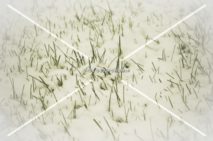 Read more about the article Stock Photography Snowy Grass Blades