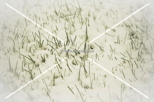 Read more about the article Stock Photography Snowy Grass Blades