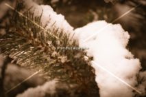 Read more about the article Stock Photography Branch With Snow