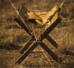 Read more about the article Stock Photography Christmas Advent Manger