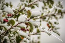 Read more about the article Stock Photography First Snow