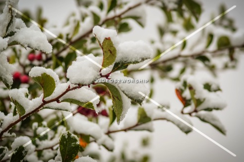 Read more about the article Stock Photography First Snow