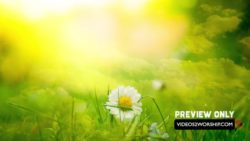 Read more about the article Green Nature Moving Worship Background