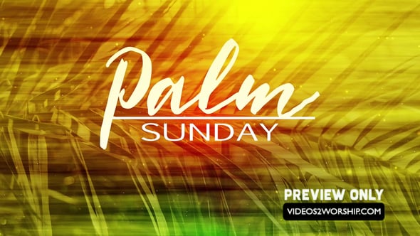 Read more about the article Still: Palm Text