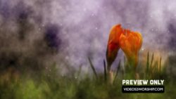 Read more about the article Easter And Spring Flowers Motion