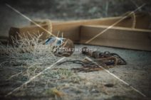 Read more about the article Stock Photography: Passion Week 20