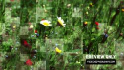 Read more about the article Flowers Motion Worship Background