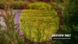 Read more about the article River Nature Motion Background Loop