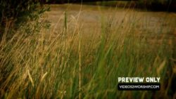 Read more about the article River Side Nature Worship Motion