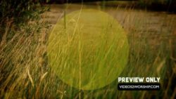 Read more about the article Summer Worship Backgrounds: The River