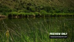 Read more about the article River Tall Grass Nature Background