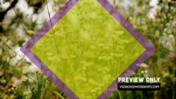 Read more about the article Nature Background Motion Video Loop