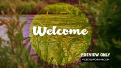 Read more about the article Summer River Welcome Background