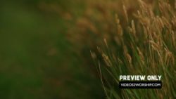Read more about the article Tall Grass Seamless Church Motion Background