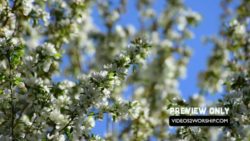 Read more about the article Long Nature Play Worship Loop Background