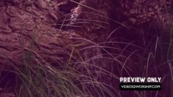 Read more about the article Tree And River Of Live Background