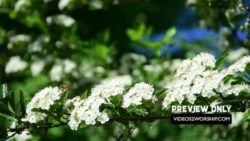 Read more about the article Bees And Flowers Summer Background