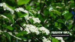 Read more about the article Spring Flowers Worship Background