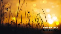 Read more about the article Free Autumn Tall Grass Backgorund