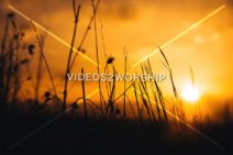 Read more about the article Stock Photography: Tall Grass At Sunset